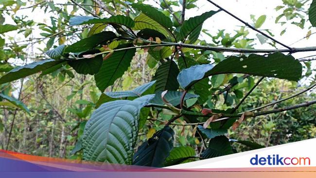 Jokowi Perintahkan Kemenkes-BRIN Lanjutkan Riset soal Kandungan Kratom