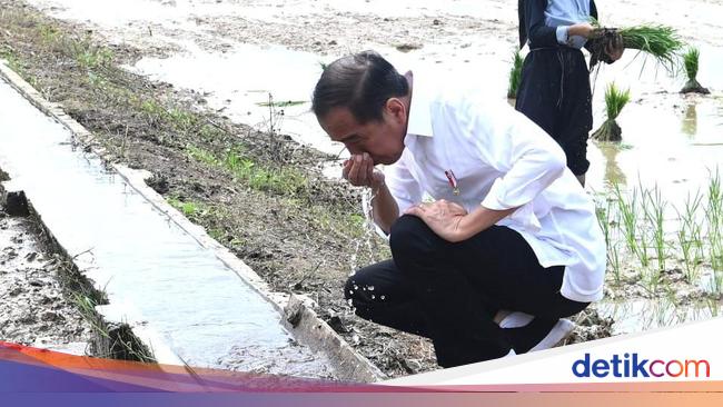 Jokowi Pengin Produksi Beras Daerah di Kalimantan Sokong Kebutuhan IKN