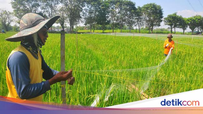 Potret Petani Gercep Pasang Jaring Penghalau Hama Burung
