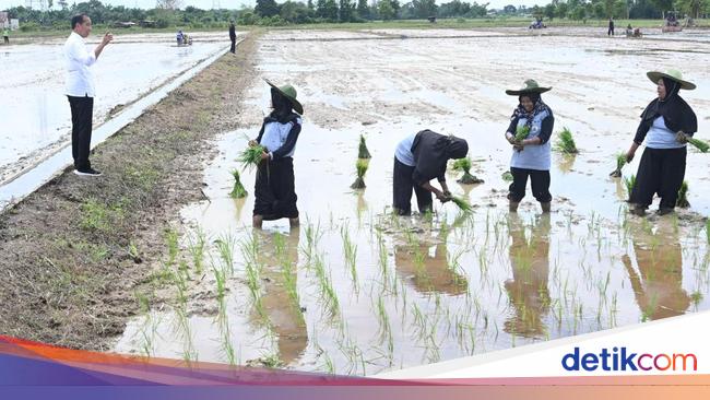 Jokowi Ungkap Ancaman Gelombang Panas, Produksi Beras Bisa Turun!