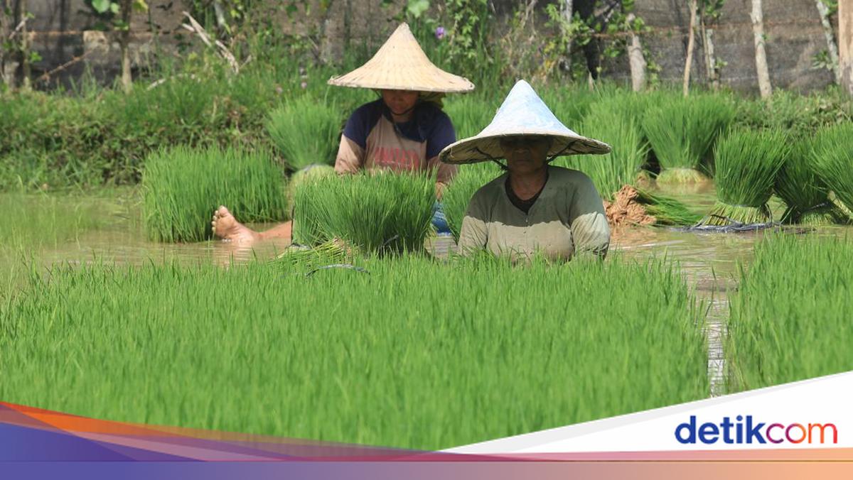 NTP Turun di Tengah Harga Beras Naik — Petani Terjepit Biaya Produksi yang Lebih Cepat