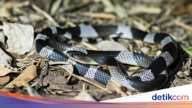 Ini Perbedaan Ular Weling dan Welang, Mana yang Tak Boleh Dibunuh?