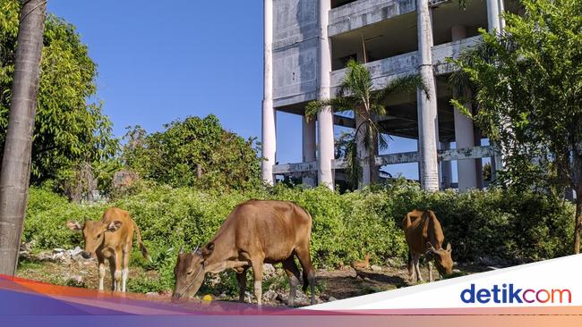 Nasib Miris Shelter Tsunami Jadi 'Kandang' Sapi Gara-gara Korupsi
