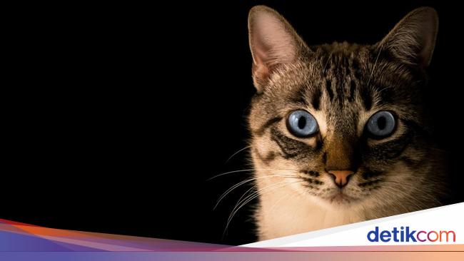 Profesi Menggemaskan: Pengasuh Kucing