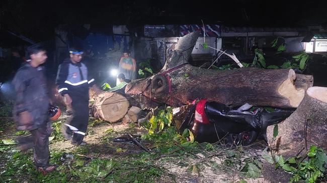 Pemkot Bogor: Pohon Timpa Pemotor hingga Tewas Rapuh Akibat Cuaca Ekstrem