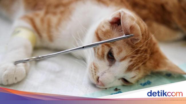 Jakarta Dikepung Kucing