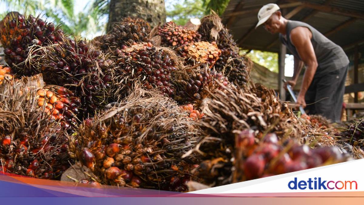 10 Perusahaan Sawit Diduga Manipulasi Eskpor, Ini Reaksi GAPKI