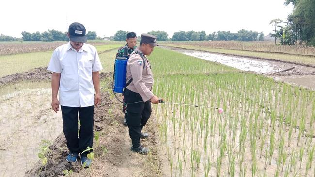 Brigadir Mustofa Bantu Petani Lewat Pupuk PSB, Tingkatkan Hasil Panen