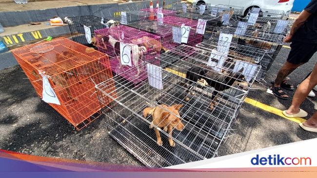 Polres Banyumas Amankan 35 Anjing yang Hendak Dijagal, 4 Sudah Mati