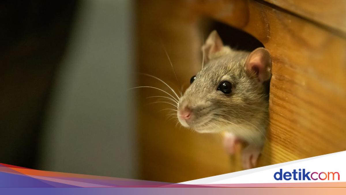 Gerombolan Tikus Diadili, Didampingi Pengacara Saat Sidang