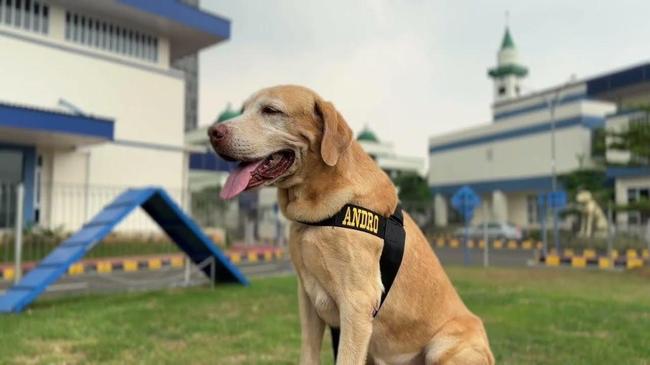 Kenalin Andro, Anjing Pelacak DJBC Veteran Berhasil Deteksi 2,6 Ton Sabu