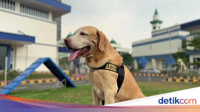 Kenalin Andro, Anjing Pelacak DJBC Veteran Berhasil Deteksi 2,6 Ton Sabu