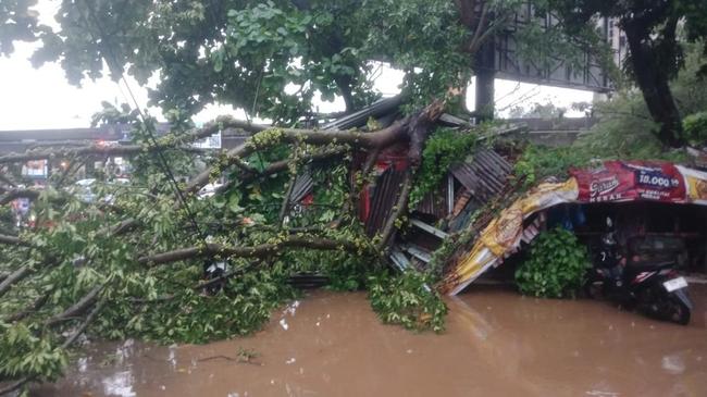 Pohon Tumbang Akibat Angin Kencang Timpa Warung dan 3 Motor di Bogor