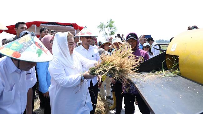 Panen Padi Biosalin, Wali Kota Ungkap Potensi Pertanian Semarang