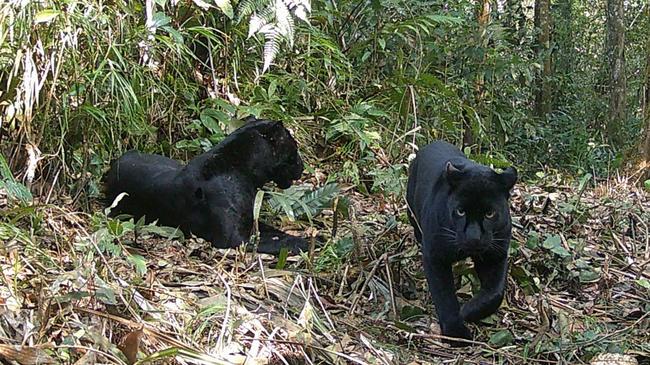 Sepasang Macan Kumbang Terekam Kamera di Taman Nasional Gunung Halimun Salak