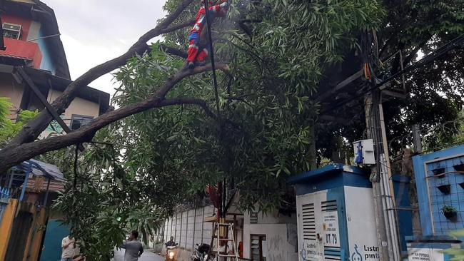 Pohon Tumbang Timpa Kabel Listrik di Jaksel, Damkar Evakuasi