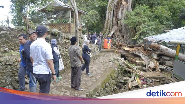 Pohon di Situs Mattabulu Soppeng Tumbang Kena Petir, 9 Orang Tewas