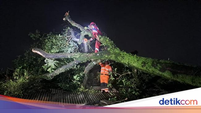 Pohon Tumbang Timpa 3 Kontrakan Imbas Hujan dan Angin Kencang di Bogor