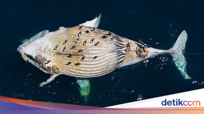 Minyak Kapal Tanker Rusia Tumpah, Puluhan Mamalia Laut Ditemukan Mati