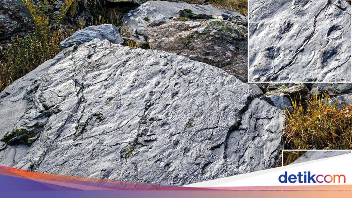 Tak Sengaja Injak Batu, Pendaki Temukan Dunia Purba Berusia 280 Tahun