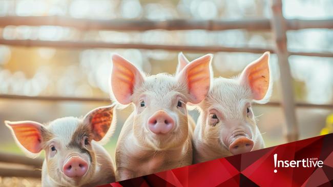 Wajib Tahu! 33 Istilah Babi pada Bahan Makanan yang Sering Tak Disadari