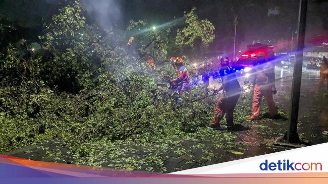 Pohon Tumbang di Taman Suropati Timpa Alphard dan Motor, Ada yang Pingsan