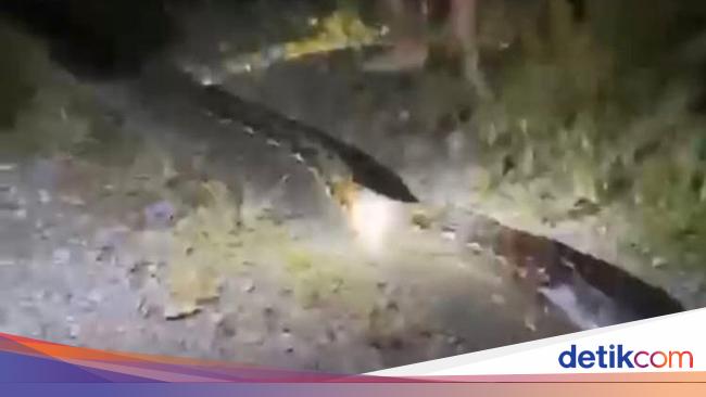Pulang dari Kebun, Pasutri di Luwu Dihadang Piton 7 Meter hingga Motor Dililit