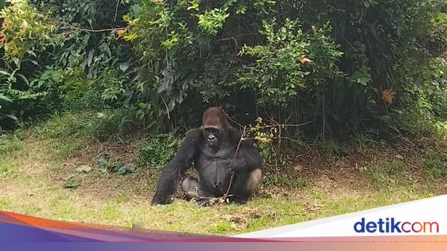 Wisatawan Melihat Gorila di Ragunan: Besar Juga Ya!