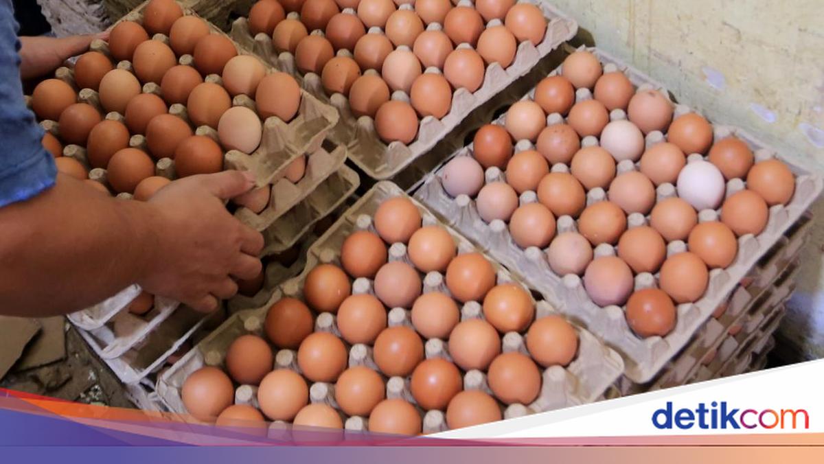 Harga Telur Ayam Merosot, MBG Diandalkan Serap Produksi Peternak