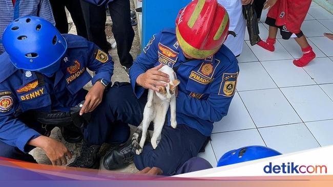 Leher Kucing di Bogor Terborgol Siswa saat Bercanda, Guru Lapor Damkar