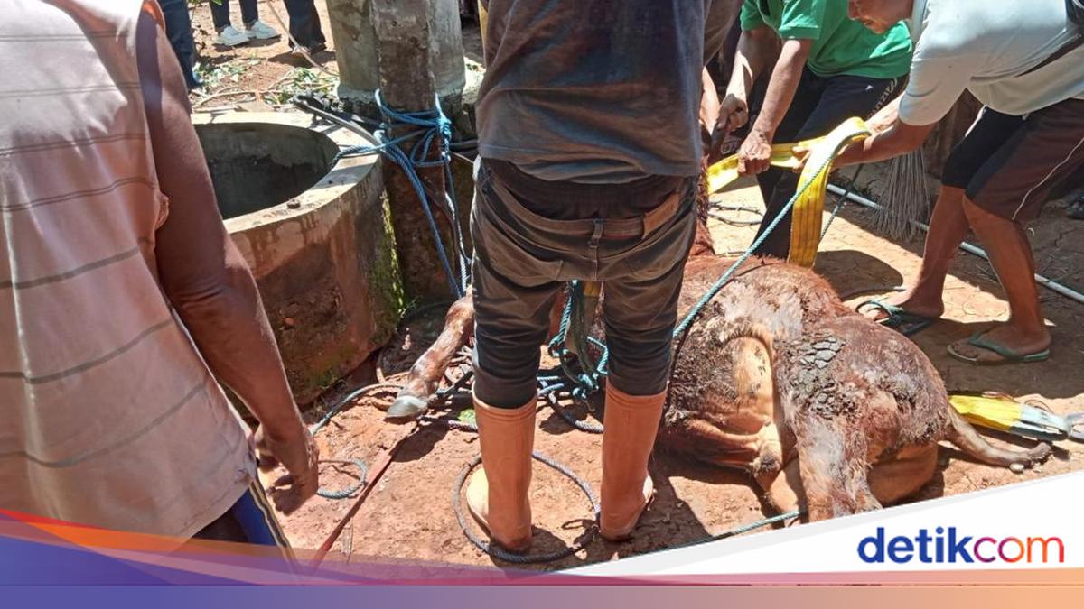 Polisi Ungkap Ada Dugaan Sapi Mati Misterius di Gunungkidul Disembelih Orang