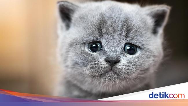 Mudik Lebaran dengan 17 Kucing