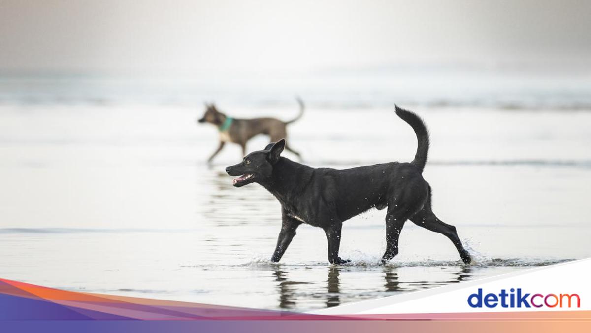 DPP Gunungkidul Sebut 7 Ekor Kambing Mati Misterius Diduga Dimangsa Anjing Liar