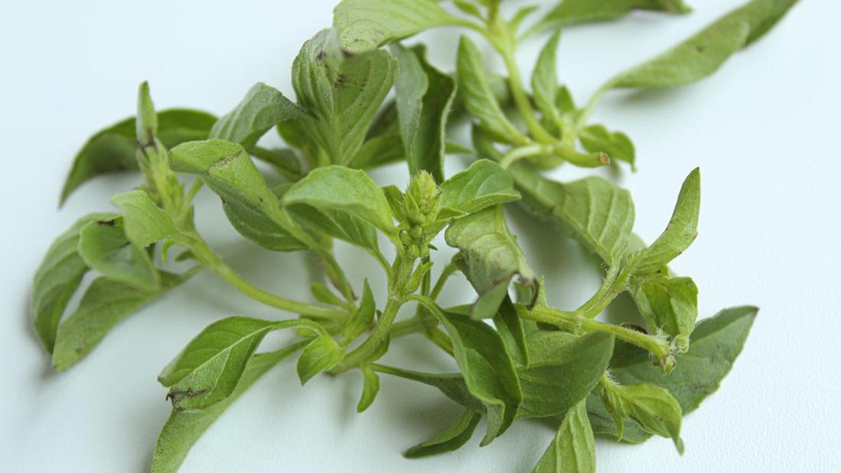 Bukan Cuma Lalapan, Ternyata Kemangi Bisa Jadi Skincare Anti Inflamasi
