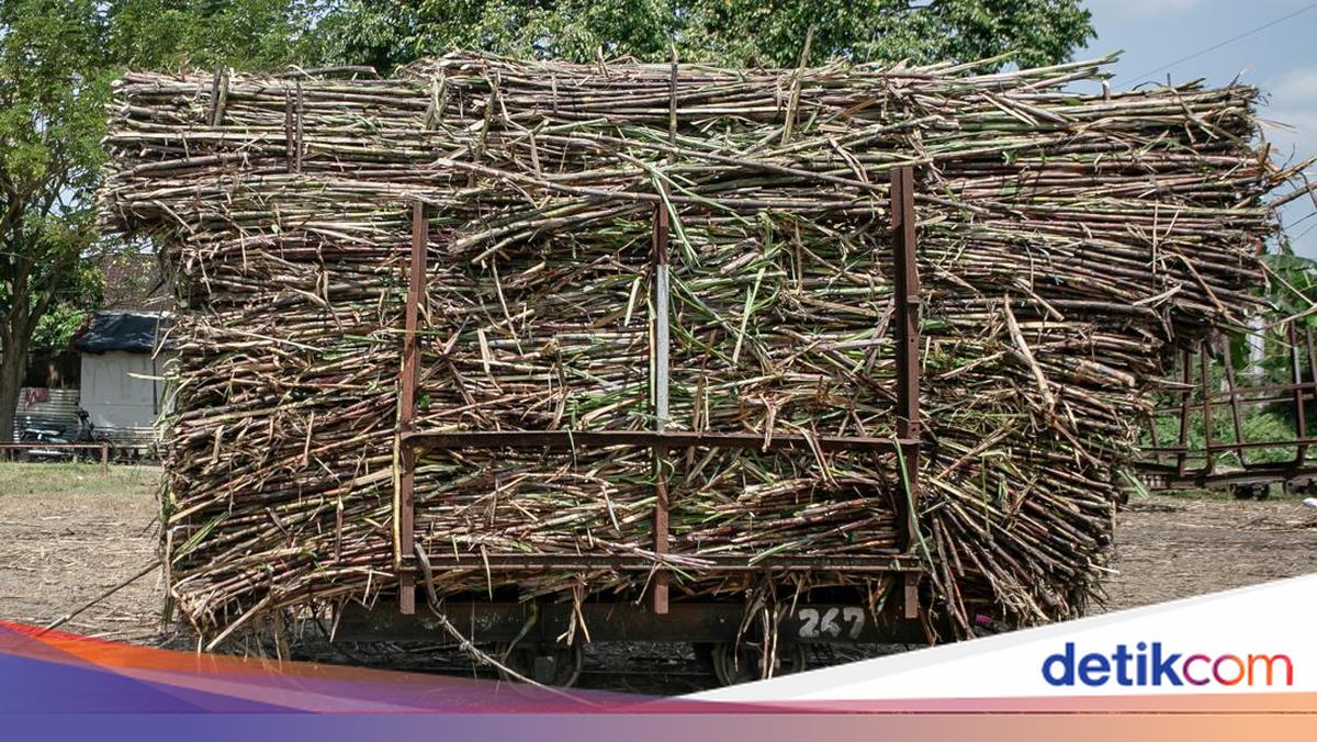 Genjot Produksi Tebu-Kopi, Kementan Bakal Tebar Bibit Unggul ke Petani Rp 5,5 T