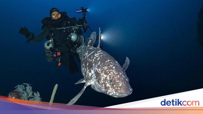 ikan-purba-coelacanth-kembali-ditemukan-di-laut-maluku-utara-1748343709940_169 ikan-purba-coelacanth-kembali-ditemukan-di-laut-maluku-utara-1748343709940_169