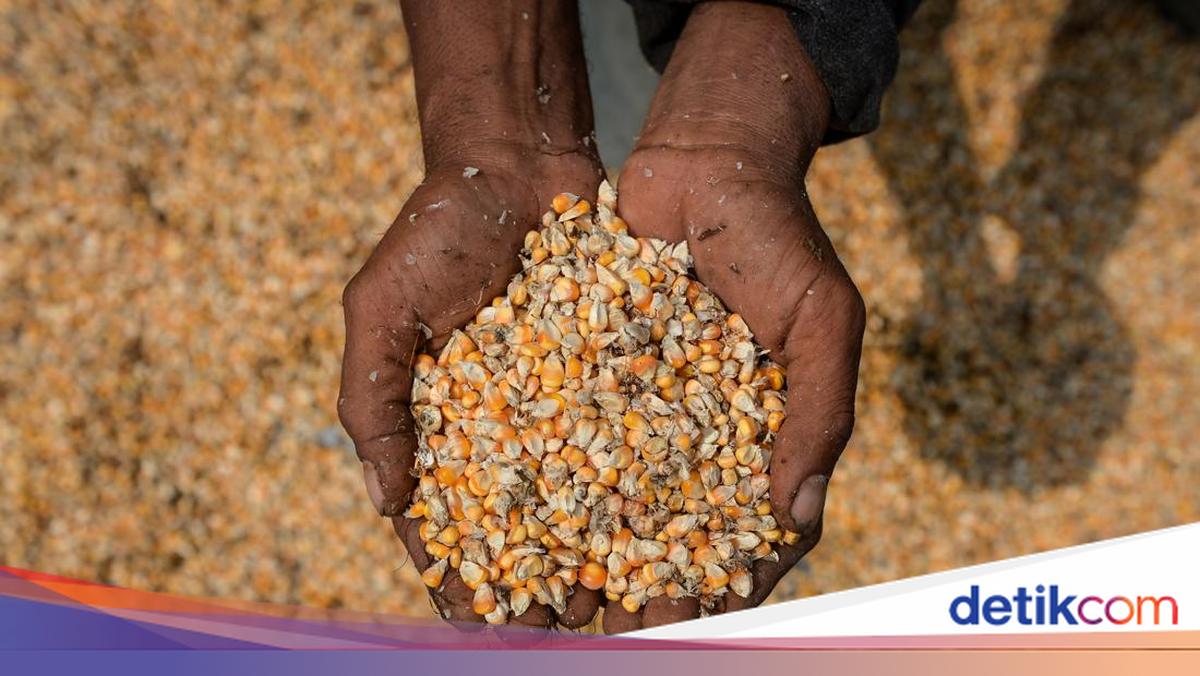 Pemerintah Guyur 242 Ribu Ton Jagung buat Pakan Ternak