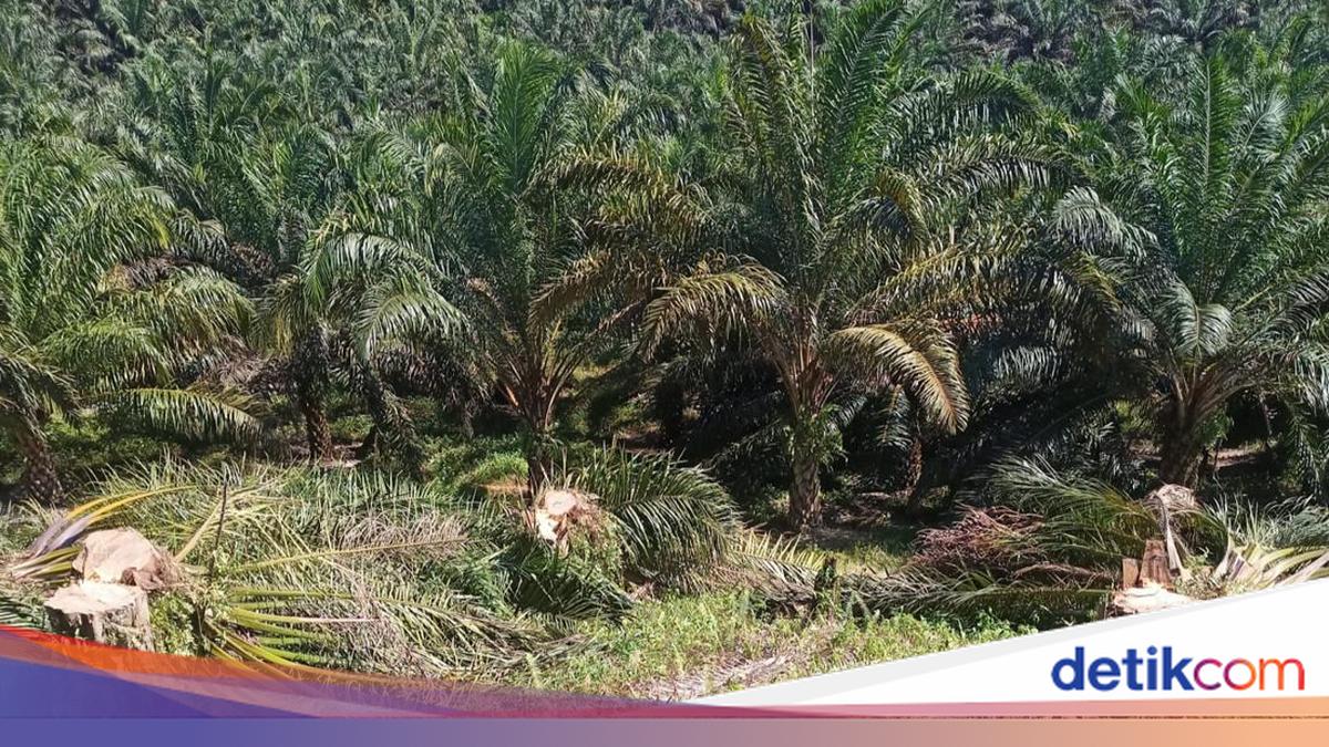 Satgas PKH Ambil Alih 5,9 Juta Ha Hutan Bermasalah, 4,1 Juta Ha ke Agrinas