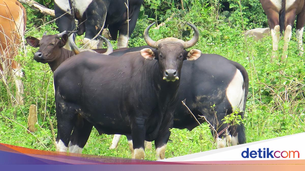 5 Hewan Endemik di Jawa Timur yang Terancam Punah