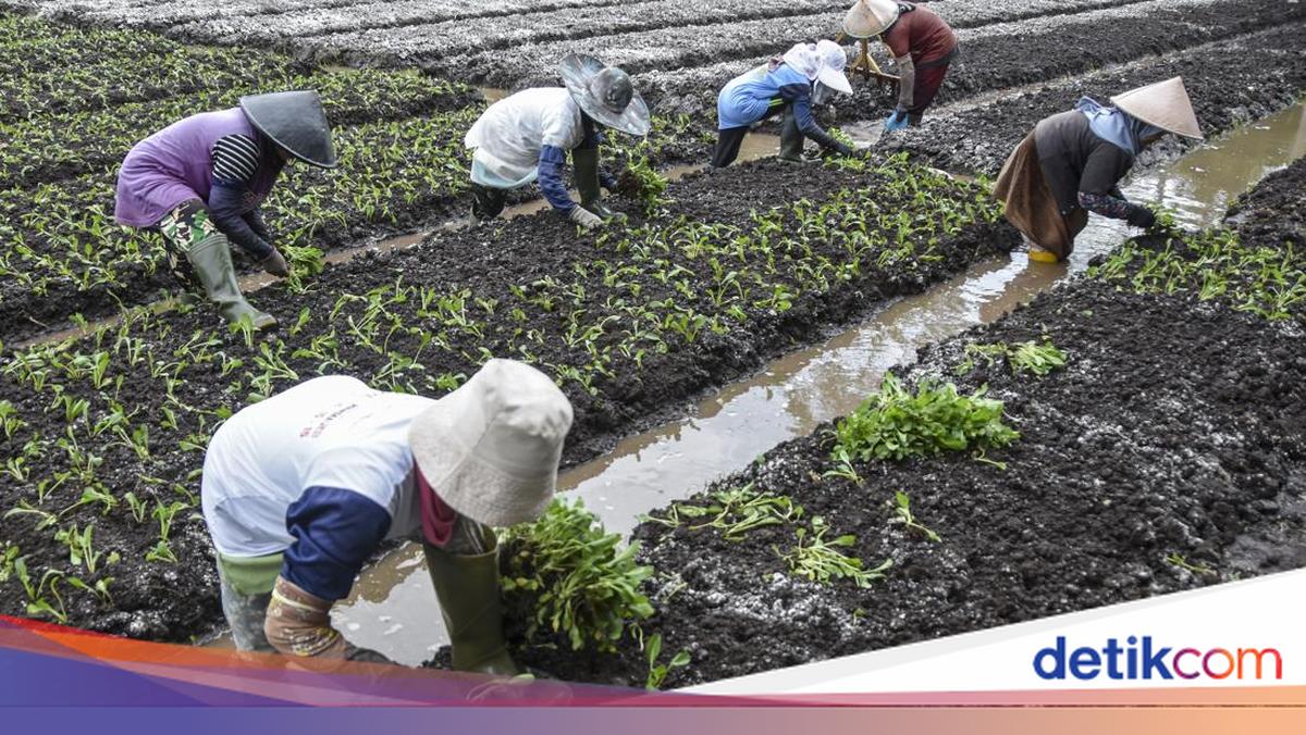Petani Teriak Rupiah Melemah: Kami Tak Pegang Dolar, Tapi Kena Dampaknya