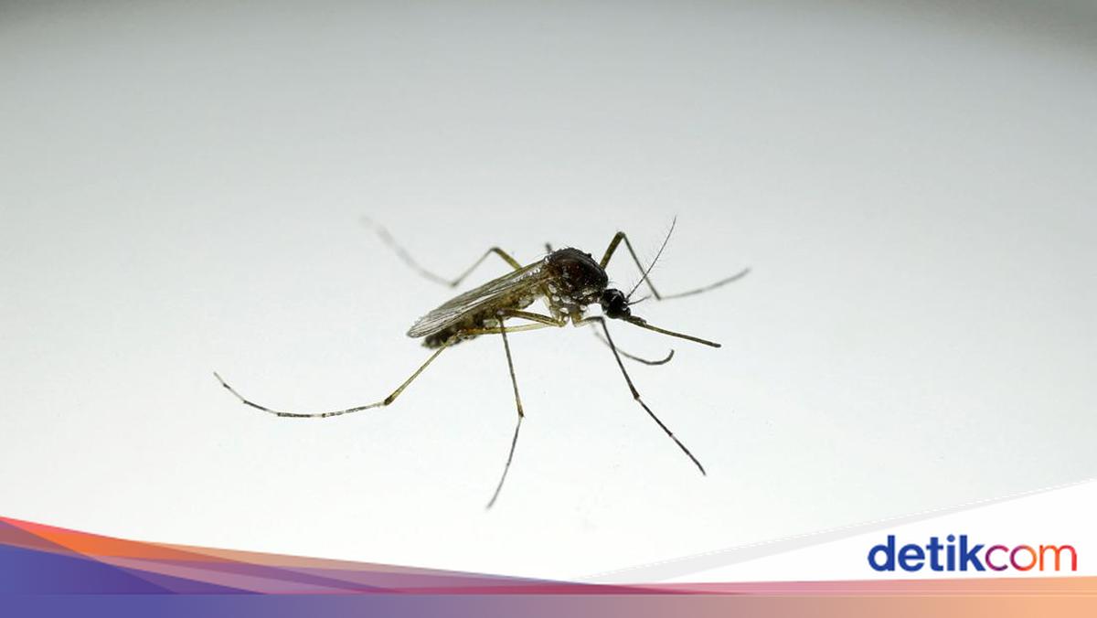 Rencana Google Lepas 32 Juta Nyamuk Wolbachia Ditentang Warga
