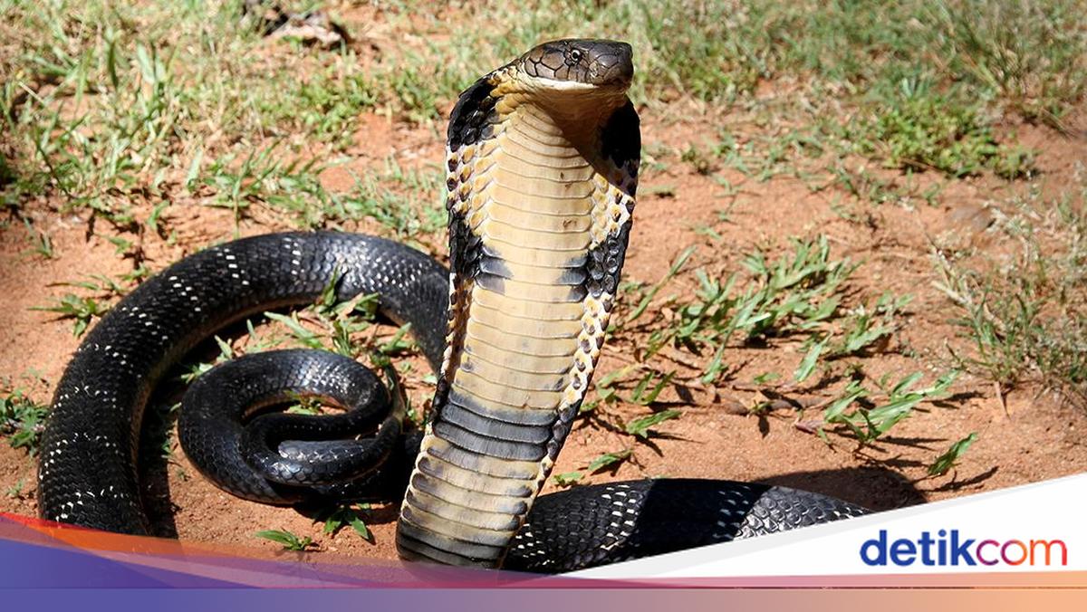 Pelihara Puluhan Ribu Ular Mematikan, Gadis Ini Dapat Rp 2,5 Miliar