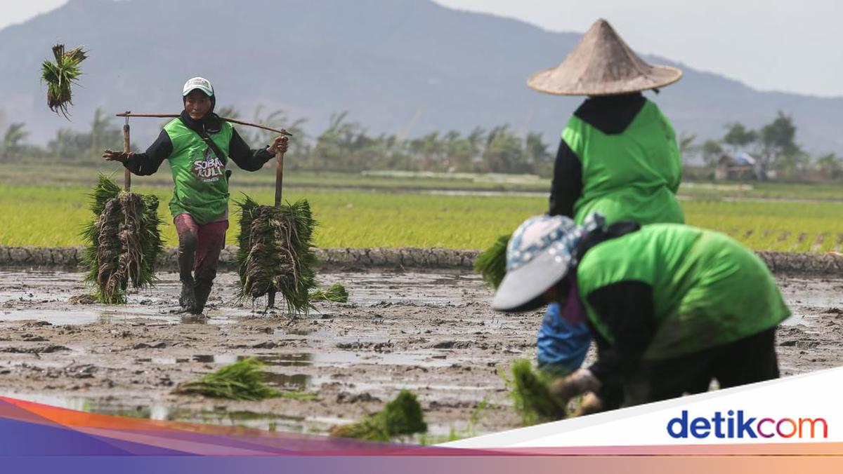 Stok 4,9 Juta Ton, Kementan Yakin RI Sudah Swasembada Pangan