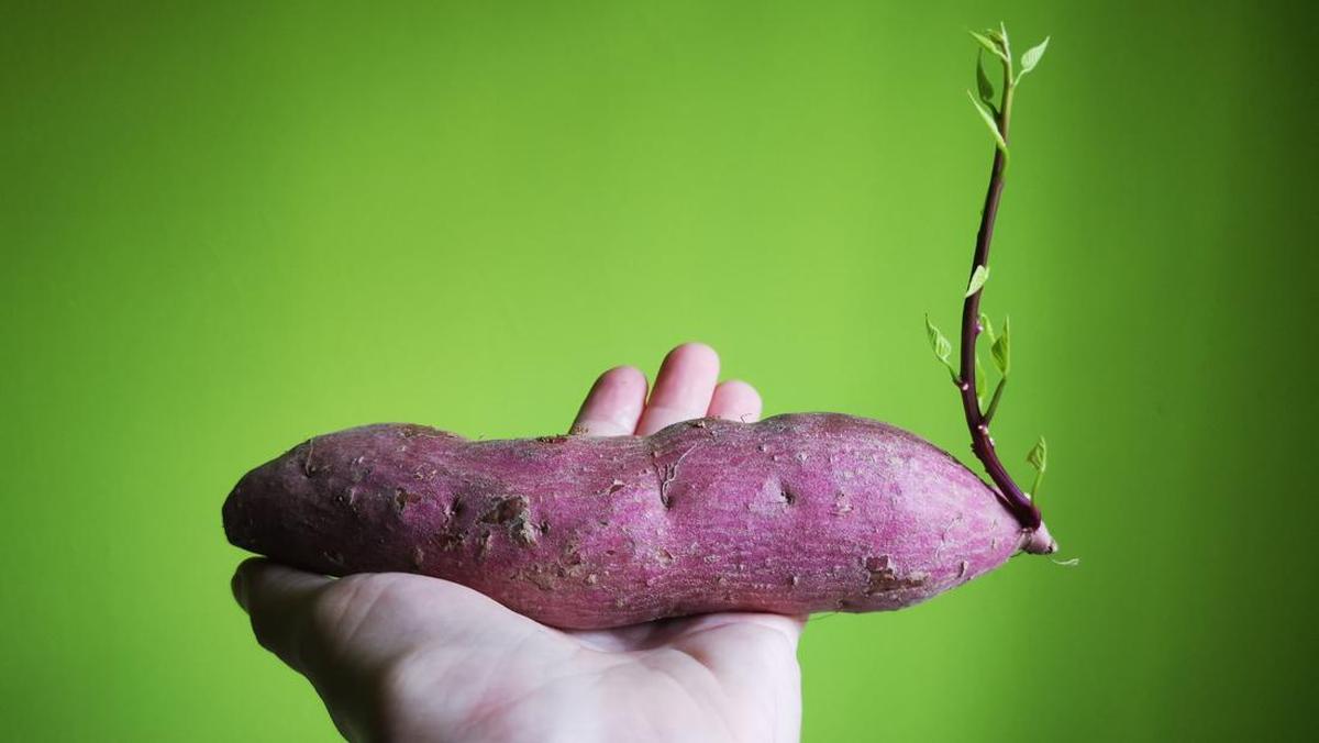 Bukan Cuma Ubi Ungu, Ini 4 Jenis Ubi Jalar yang Kaya Nutrisi