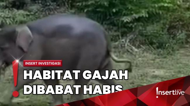 Gajah di Tesso Nilo Terancam karena Hilangnya Habitat Alami