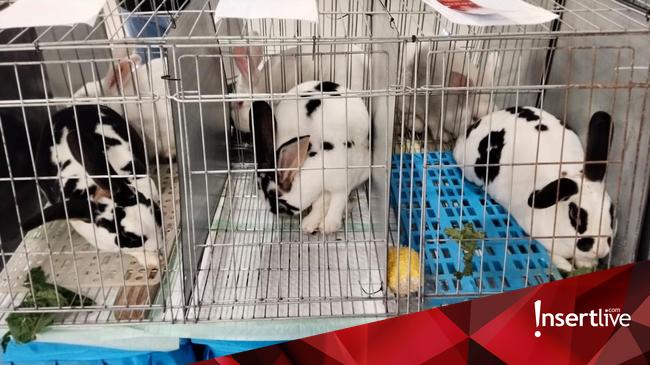 Lebih dari Sekadar Peliharaan, Kelinci Hias Indonesia Kini Jadi Objek Kontes Bergengsi