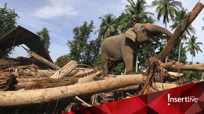 Miss Earth 2019 Lirabica Kecam Penggunaan Gajah untuk Bersihkan Kayu Gelondongan di Aceh