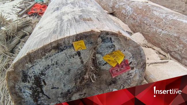 Kayu Gelondongan yang Terdampar di Lampung Ternyata Berlabel Kemenhut