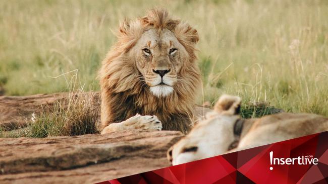 Hukum Makan Daging Hewan Bertaring dalam Islam, Ini Penjelasannya