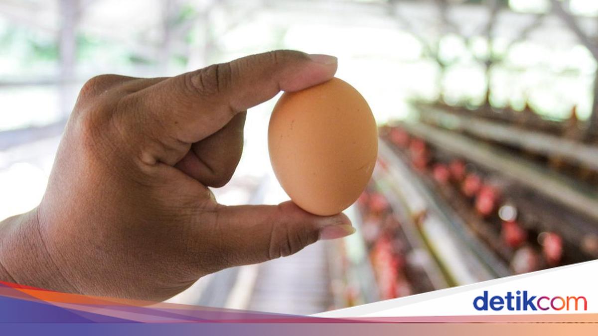 Kementan Minta Menu Telur di MBG Ditambah biar Harganya Tak Anjlok